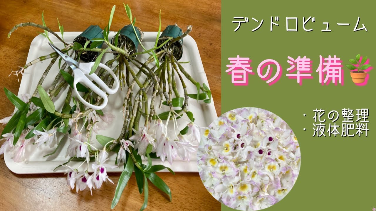 February 20, 2023 Dendrobium 