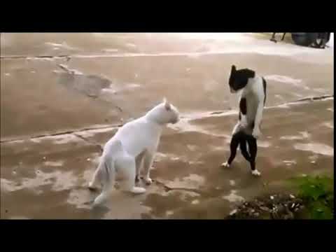 kung fu kedi  vine videolari  30saniyetv  maksimum 30 saniye