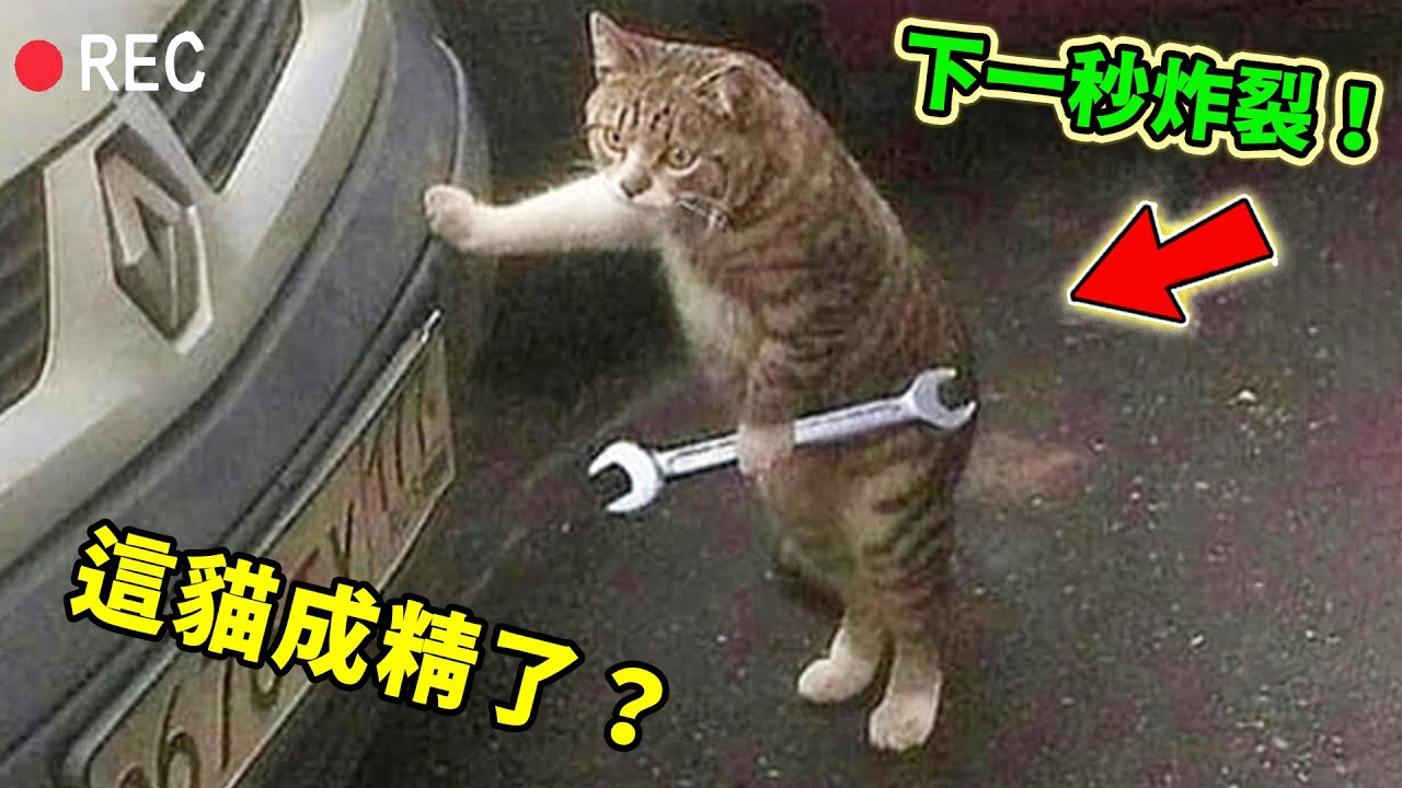 盤點貓咪成精的十大瞬間！健身舉鐵八塊肌的健身貓只排第九，第一名智商堪比柯南，背後故事讓千萬網友哭到窒息！