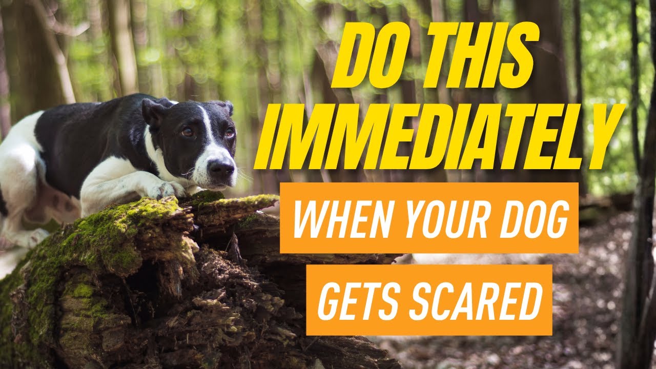 Действуйте быстро, если ваша собака напугана (План быстрого восстановления)