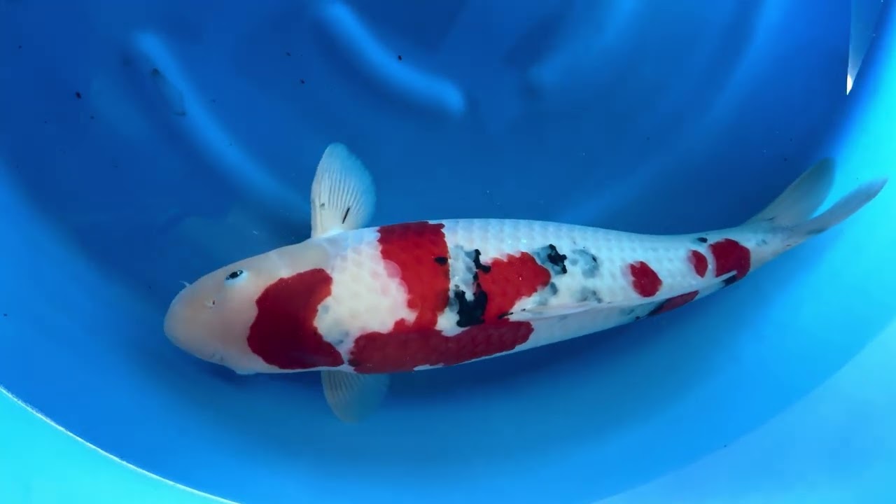 錦鯉【手取フィッシュランド】阪井養魚場産 大正三色 3歳 72㎝ メス 親