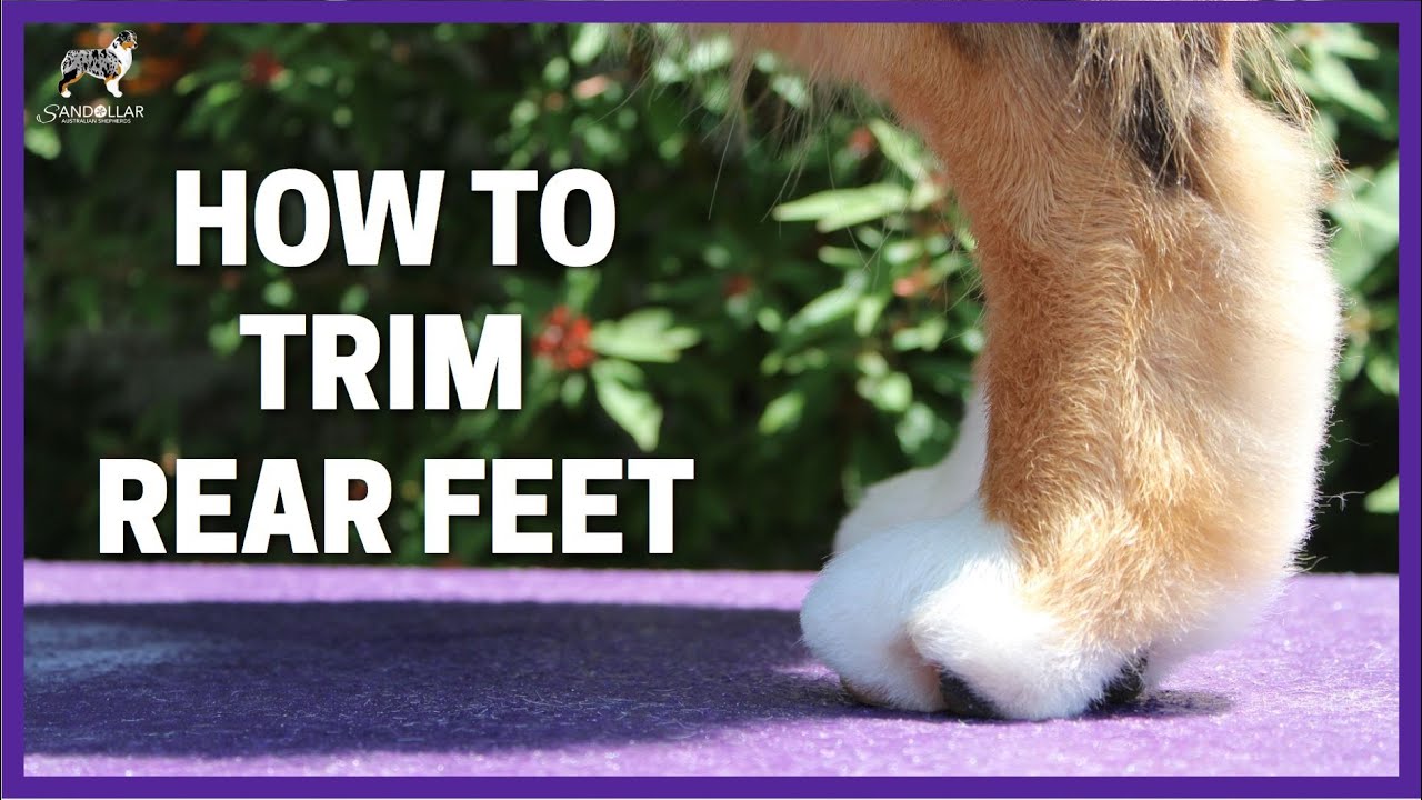 How To Trim Rear Feet YouTube