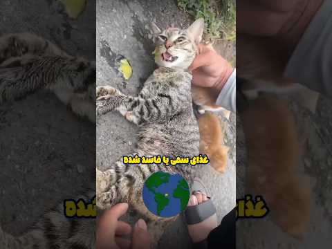 درخواست کمک بچه گربه ها برای نجات مادرشون