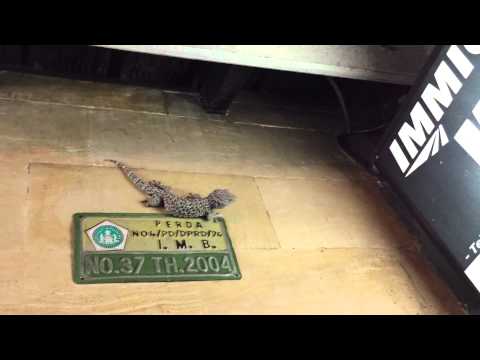 バリ島 トカゲが羽虫を捕食する瞬間