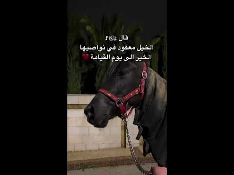ماذا قال الرسول صلى الله عليه وسلم عن الخيل الخيل خيل حصان  ترند