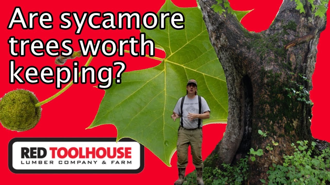 Ep147 Is the sycamore tree worthless to have on the homestead? YouTube