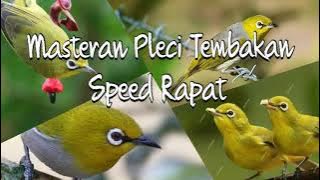 Masteran Pleci Full Tembakan Rapat