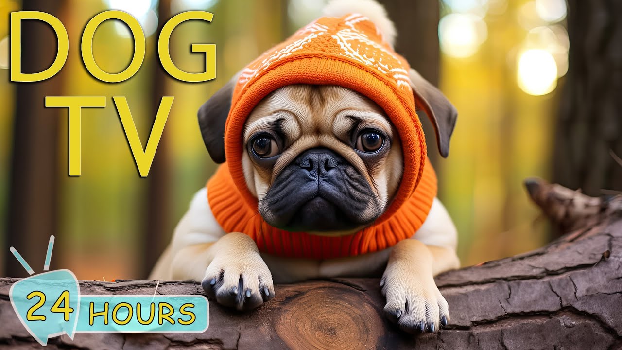 DOG TV Video Entertain Keep Your Dog Happy When Home Alone 24 Hours