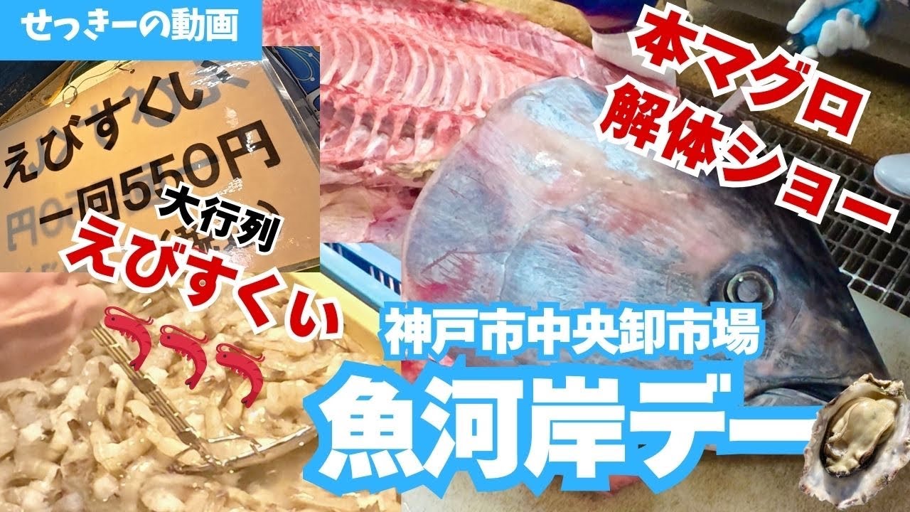 【魚河岸デー】大行列のえびすくい 生本マグロ解体 神戸市中央卸売市場本場にて【2026.2.14】