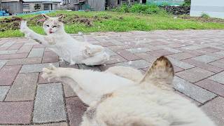 平和な公園でシャム猫がくつろいでいたら、ライバル猫がやって来て…
