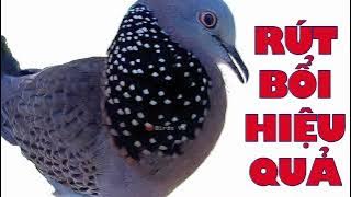 Cu gáy rút bổi mp3 / Tiếng chim cu gáy mp3 rút bổi  738