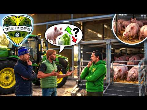 We want to sell pigs | True Farming 3 f#192