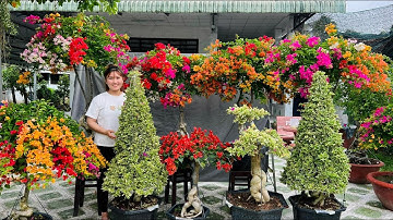 Hoa Giấy bonsai 25/9 Bích 0706.961085 chào bán Ngũ Sắc tàn dày siêu bông, Cẩm Thạch tàn thông