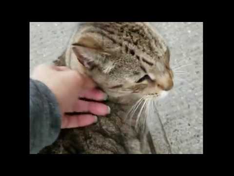 Stray cat so happy when his friend comes back to help him