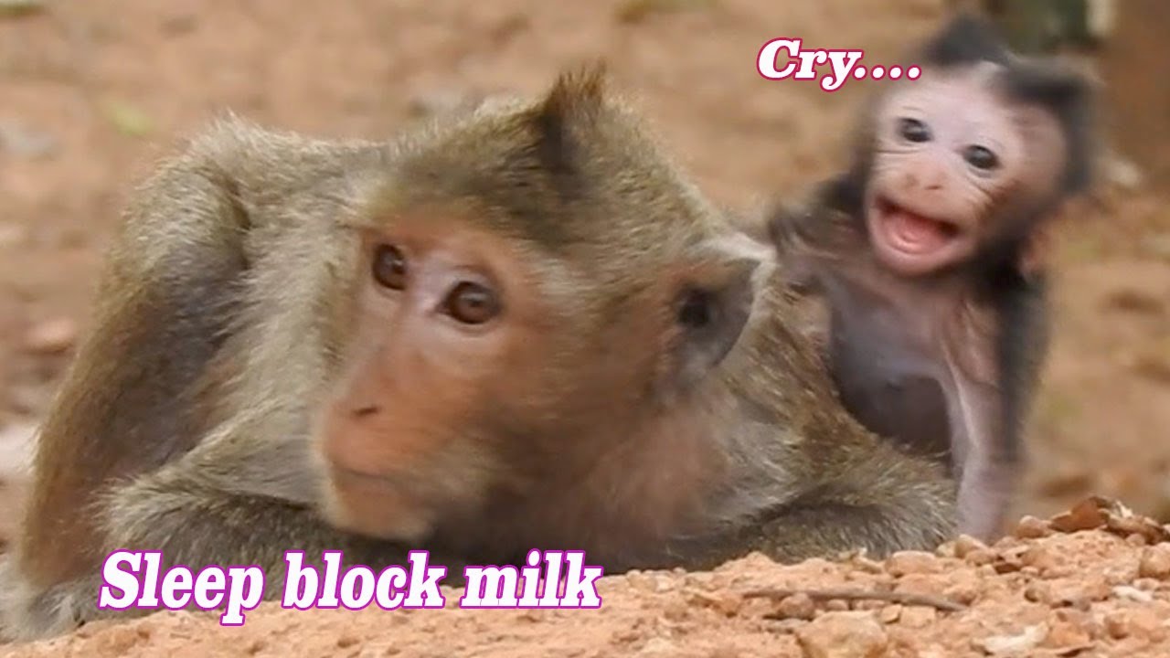 Baby Donald work hard for getting milk, Doris block milk and not care about her baby very hungry