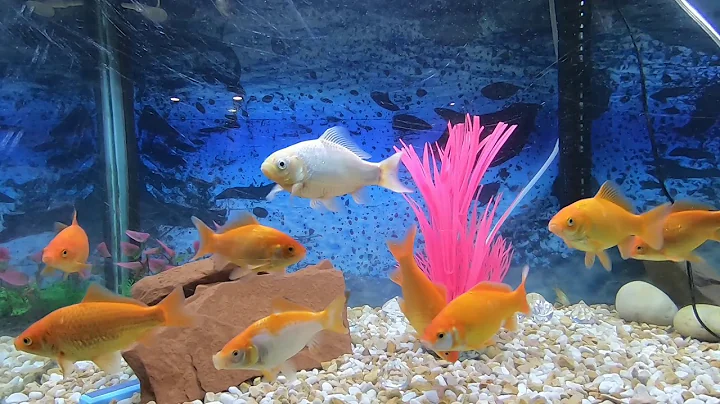 RELAXATION - AQUARIUM