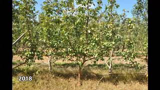 AH. ANP-0131 BP1 rootstock 4 Leader Open Tatura 1m spacing 2015-2020