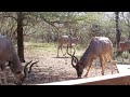 Big Daddy kudus at our bush house in Africa...