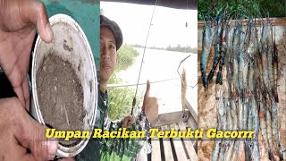 Resep Umpan Mancing Udang Galah!!Murah Meriah Hasil Berlimpah