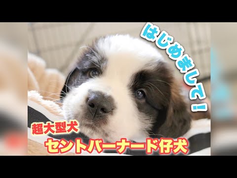 超大型犬 セントバーナード 子犬 お迎え初日 犬と猫