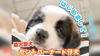 超大型犬 セントバーナード 子犬 お迎え初日 犬と猫