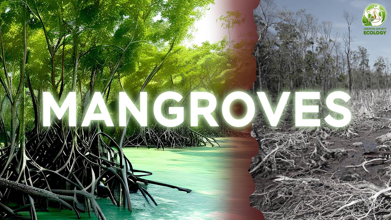 Mangroves. The planet's unique ecosystem is under threat