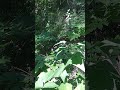 Недоспелка копьевидная. Интересное название и противовоспалительные свойства