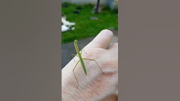 #short praying mantis