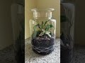 DIY Terrarium #handmade