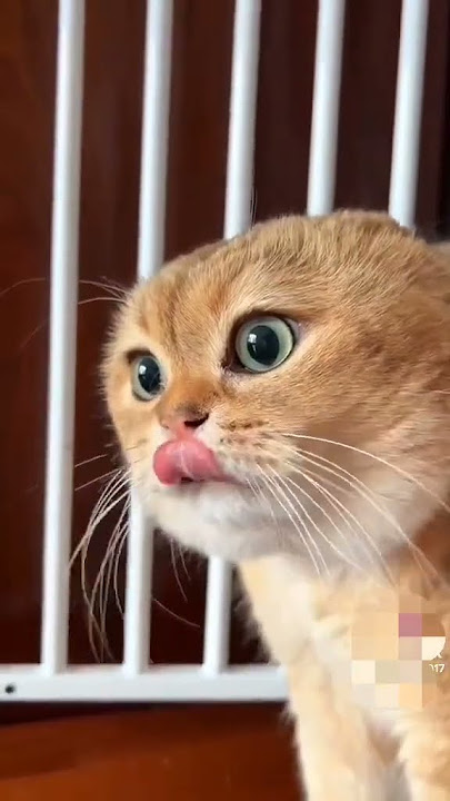 LUCU BANGET KUCING LAGI NGOMEL NGOMEL
