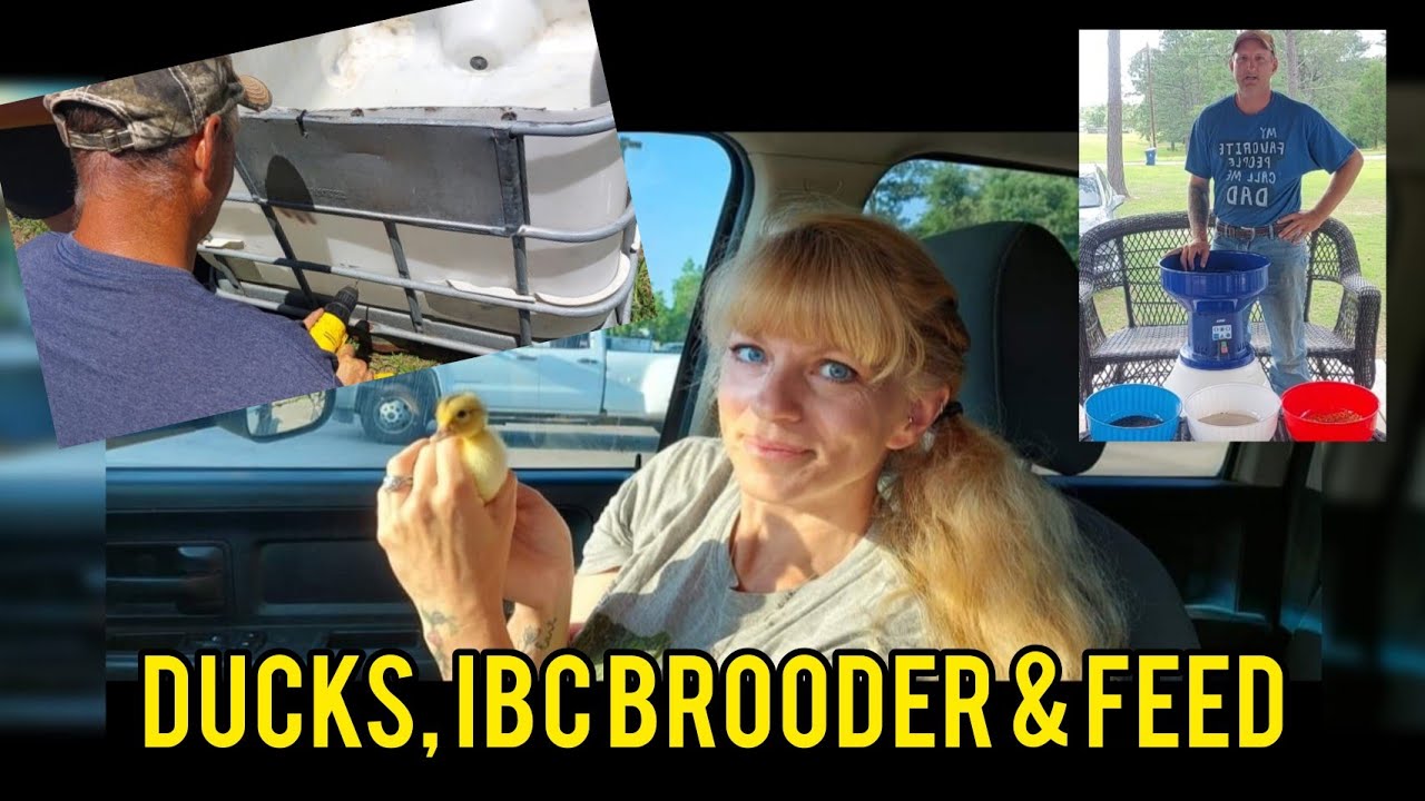 Ducks, IBC Brooder & Feed - YouTube