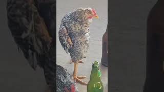 drunk chicken 🥴......  #shorts #animals