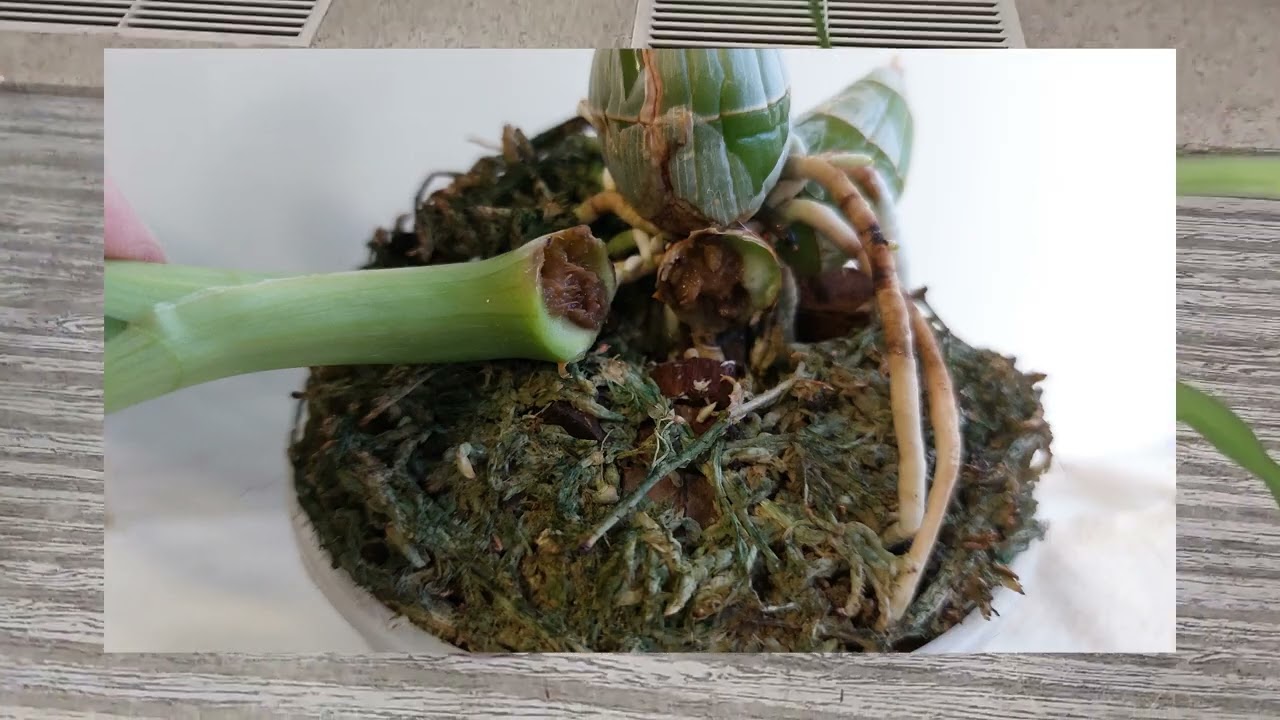 Ошибки жаркого лета. Пусть не совсем критичные, но обидные... Катасетум или орхидея морковка.