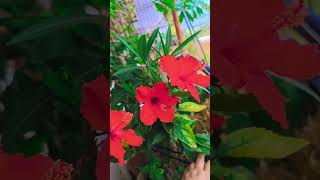 Subah🌄🌞 Ki khubsurti 🌺 Flower Sunlight Walking