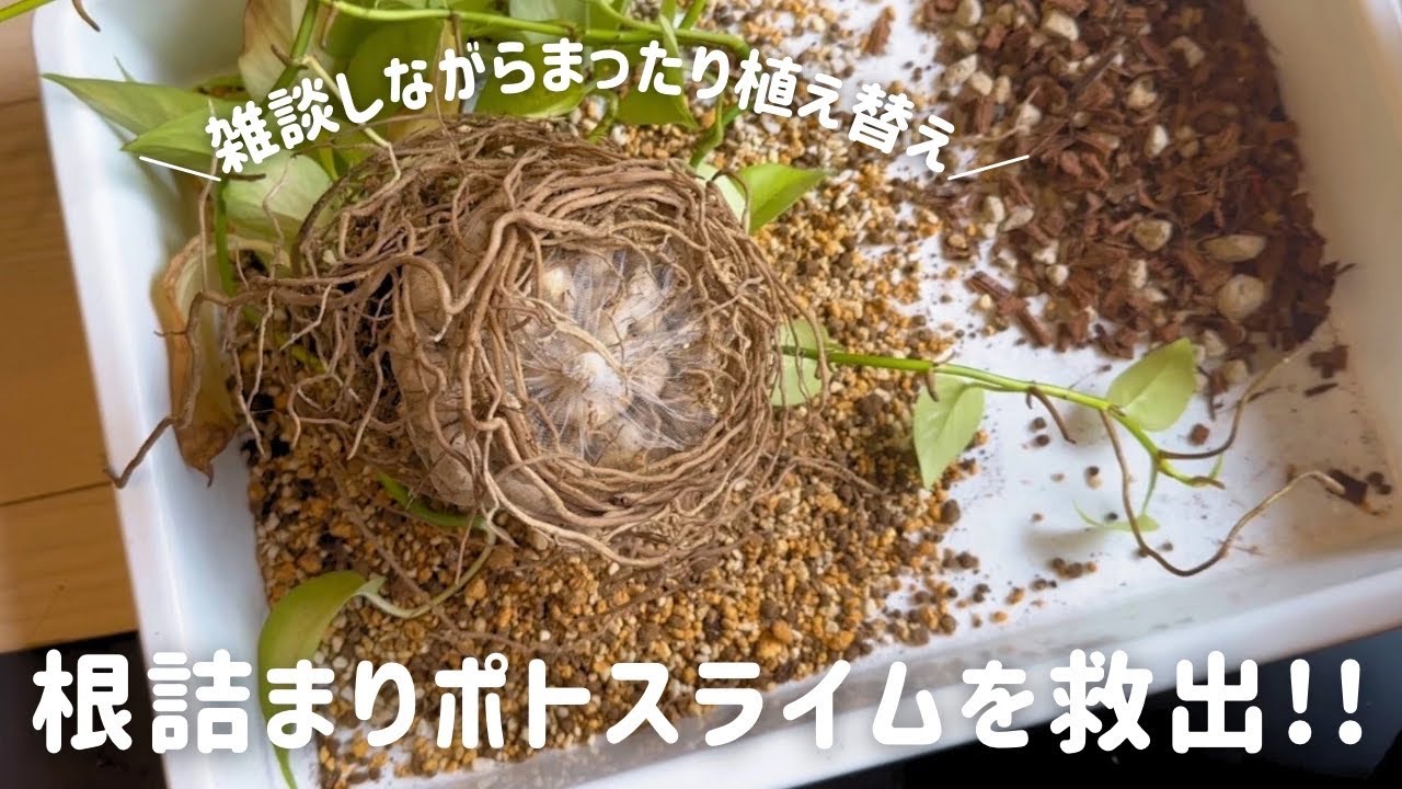 【観葉植物】ポトスライム植え替え｜ねこチップとネガミエルを知ったきっかけetc.