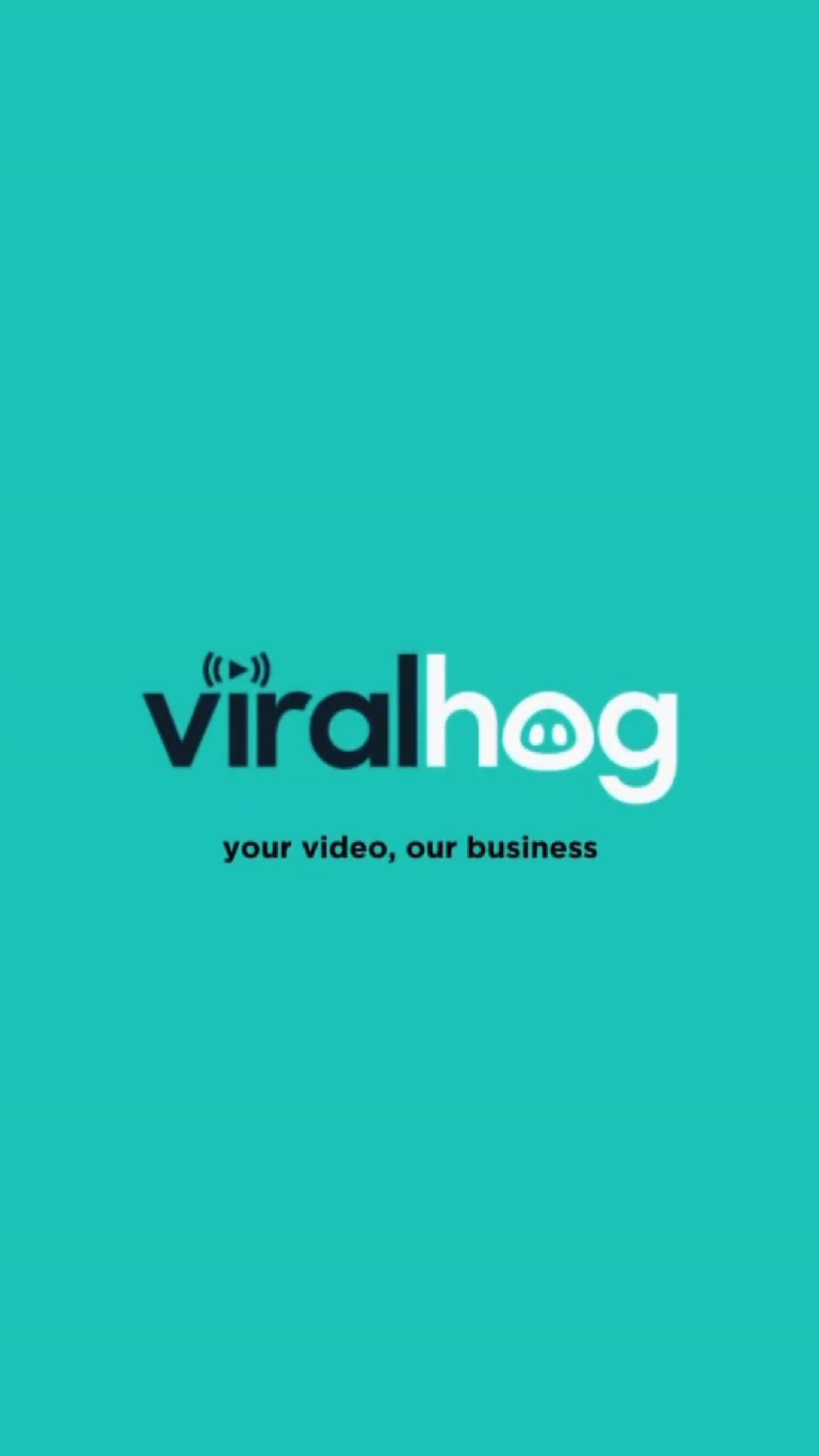 Adorable Lab Hates WFH Life  || ViralHog