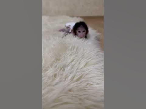 #shorts РЖАКА! Тренировка Степашки! Беги, Степка, беги!!! - YouTube