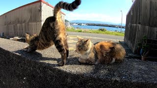 美猫揃いの猫家族がみんなで仲良くお昼寝