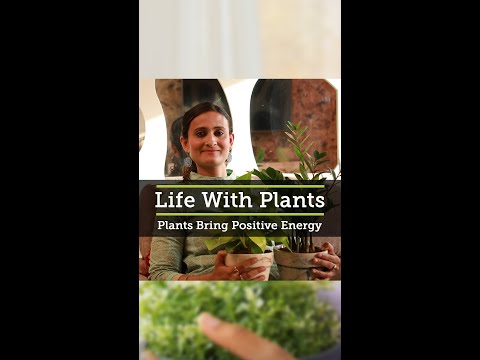 Video: Positive Plant Vibes – Plante care aduc energie pozitivă în împrejurimile dvs