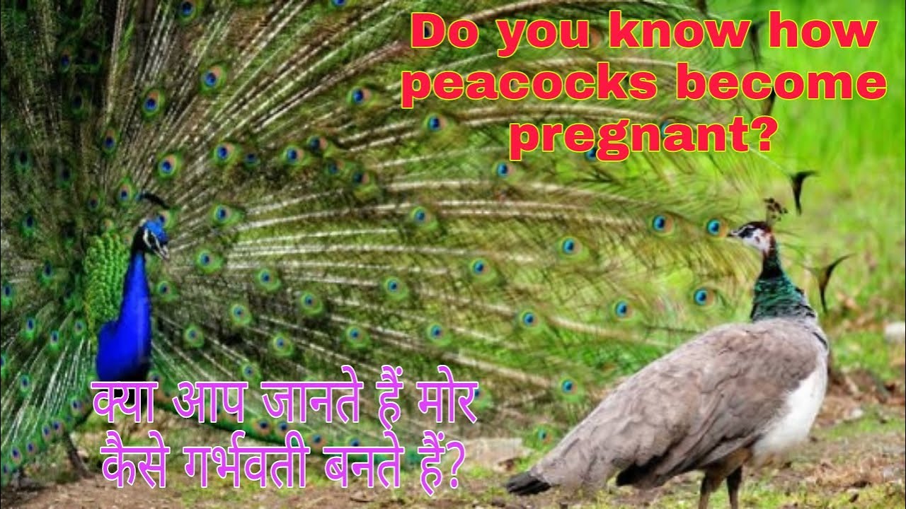 How to peacocks pregnant peacock how to pregnant YouTube