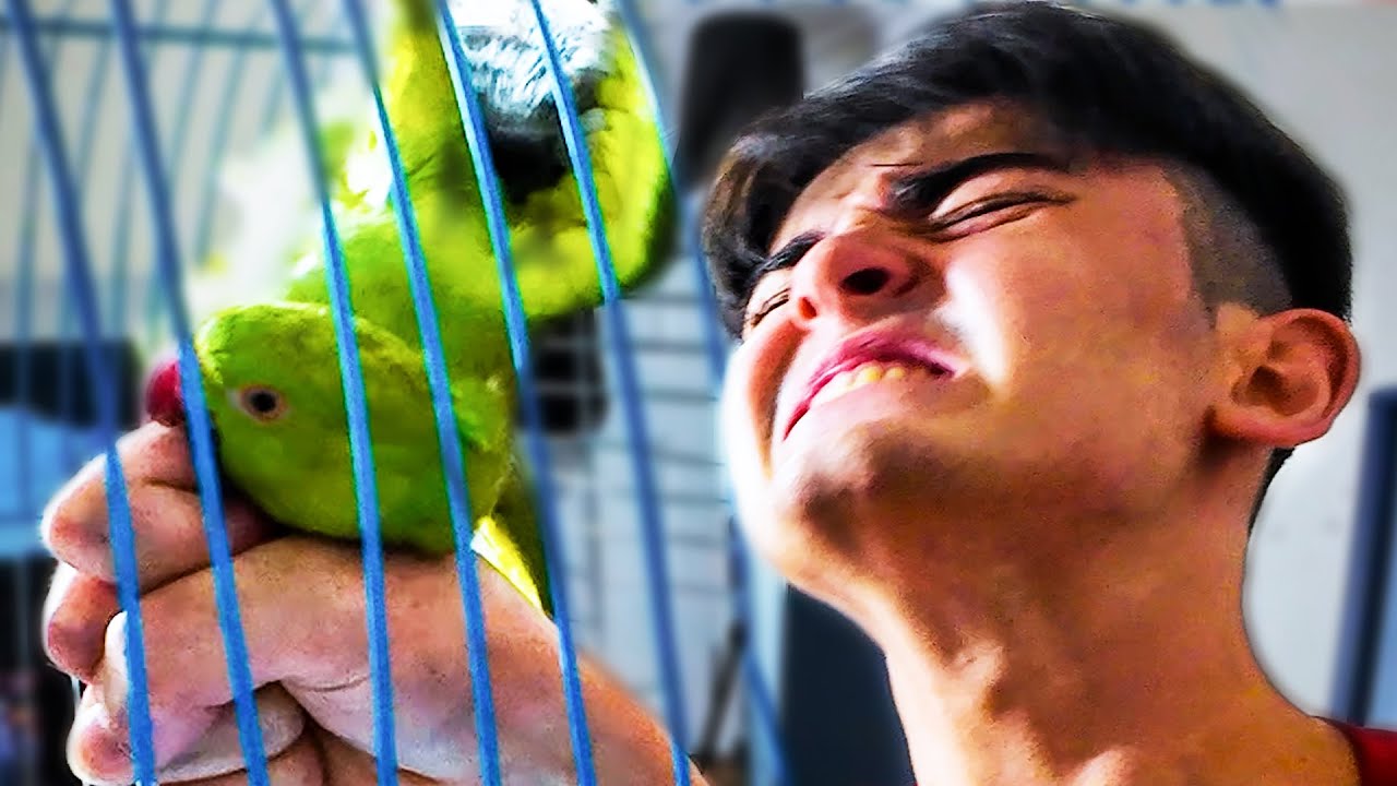 ISIRDI - Vahşi Papağan Eğitiyoruz Bölüm 1