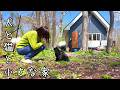 晴れた日は庭時間を楽しむ犬と猫/北海道田舎暮らし