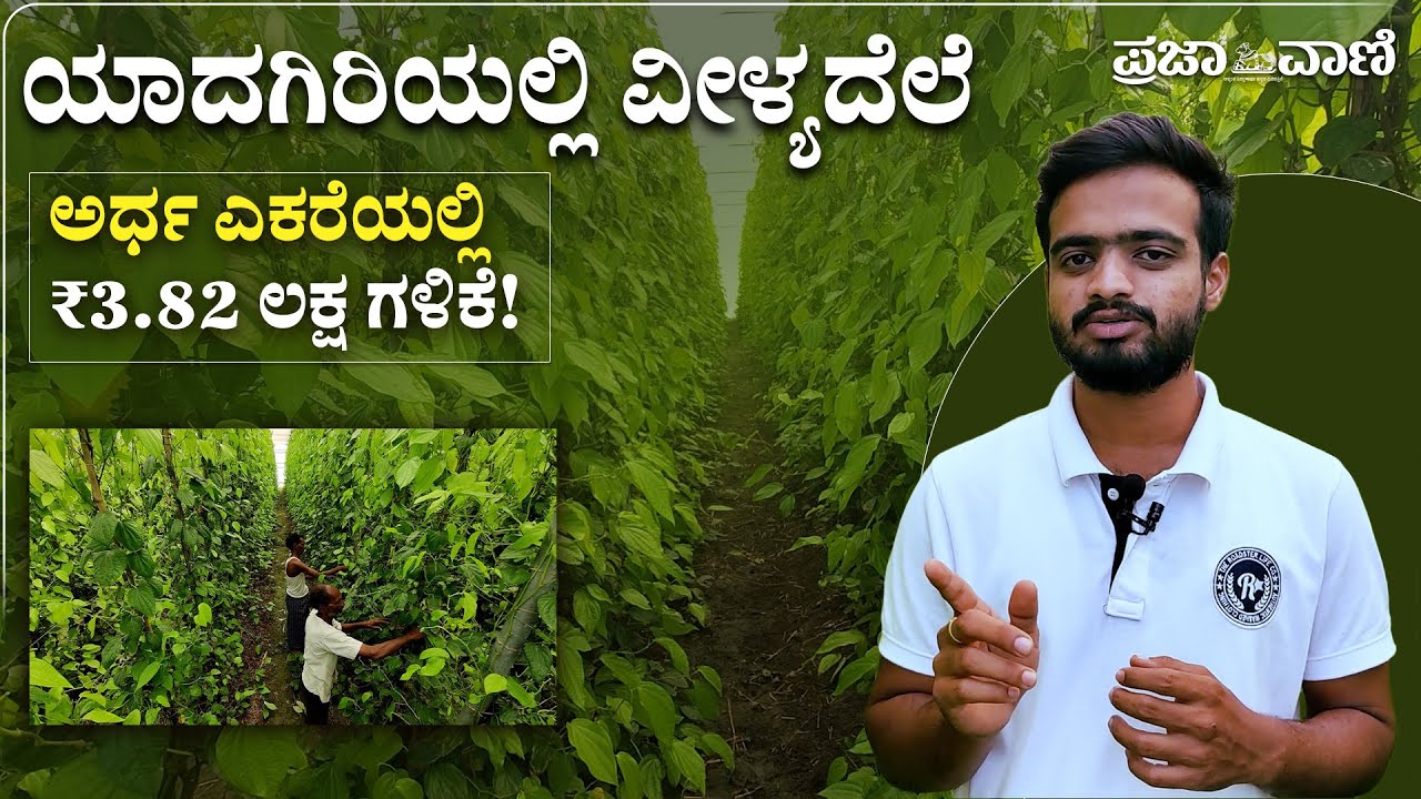 365 ದಿನವೂ ಆದಾಯ ಕೊಡುವ ವೀಳ್ಯದೆಲೆ ಕೃಷಿ - ಯಾದಗಿರಿಯ ಪ್ರಗತಿಪರ ರೈತನ ಕಥೆ I Yadgir I Betel Leaf Farming