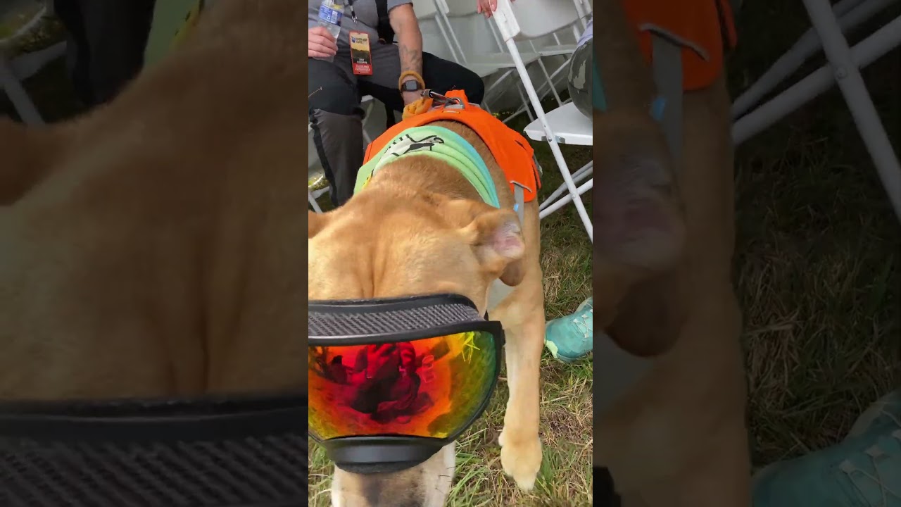 Puppers Pablo is Rocking his Goggles at Expo East! 