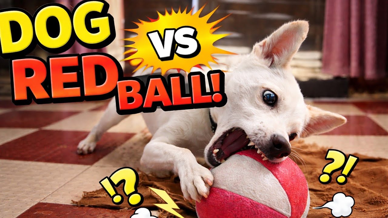 DOG vs RED BALL – The Ultimate Funny Battle! 🔴🔥