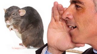 THE RAT WHISPERER | Dishonored