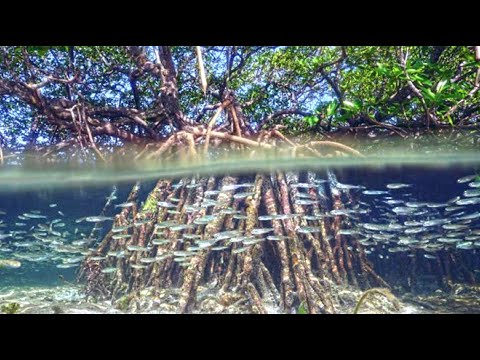 Marine Life in The Mangroves Coast