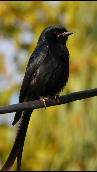 black bird sounds #drongo #blackbird #forestbirds #birdsong #nature #shorts #birdscall #birds