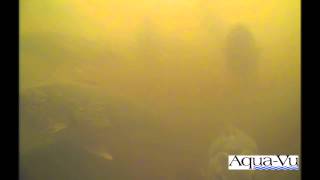 Aqua-Vu Underwater Walleye Video
