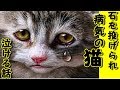 感動 泣ける話 石を投げられていた-病気持ちの遇!その姿が自分と重なってしまい【感動 泣ける話】涙腺崩壊2ちゃんねる投稿・招き猫ちゃんねる